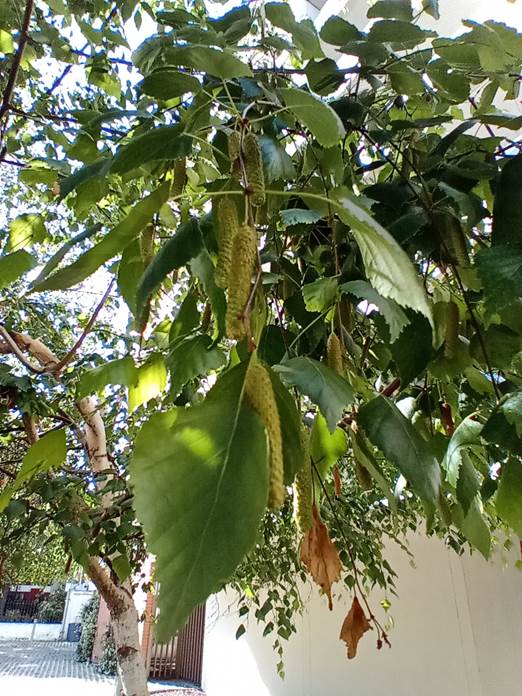 Descripción: Descripción: Descripción: Descripción: D:\flores x genero\Ornamentales varias\Ornamentales\flora ornamental\betula pendula (2).jpg